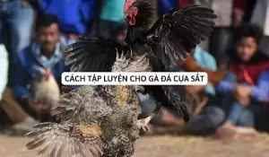 Những lưu ý trong cách tập luyện cho gà đá cựa sắt